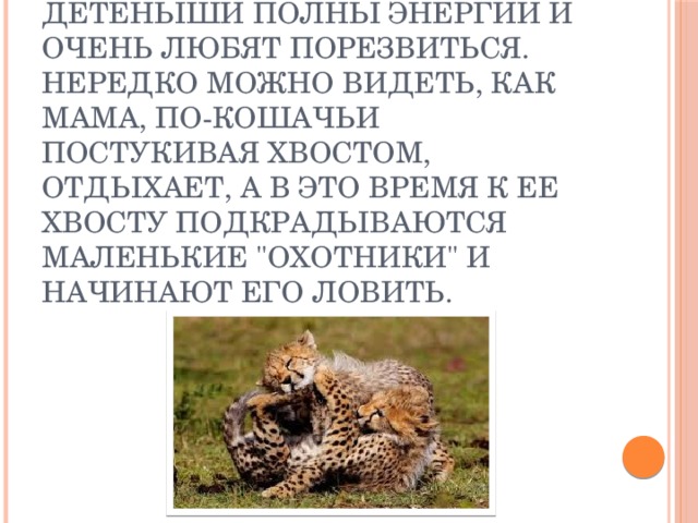 Растить своих отпрысков гепардам не так легко. Детеныши полны энергии и очень любят порезвиться. Нередко можно видеть, как мама, по-кошачьи постукивая хвостом, отдыхает, а в это время к ее хвосту подкрадываются маленькие 