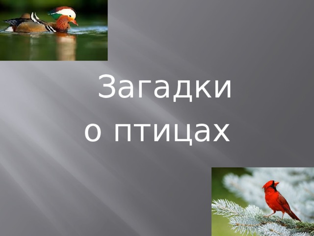  Загадки  о птицах 