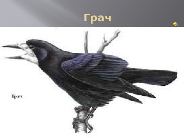  Грач 