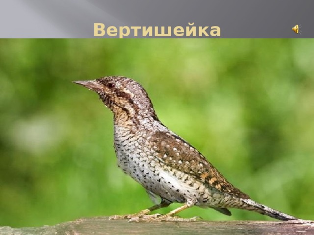 Вертишейка 