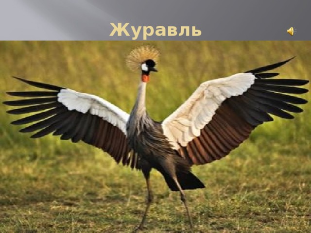Журавль 