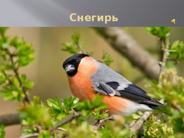  Снегирь 