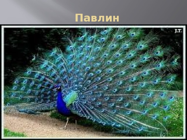  Павлин 
