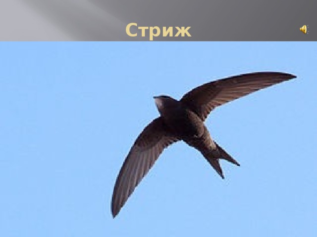 Стриж 