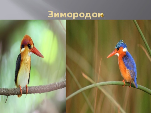 Зимородок 