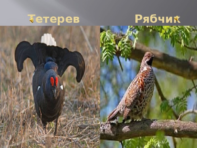  Тетерев Рябчик 