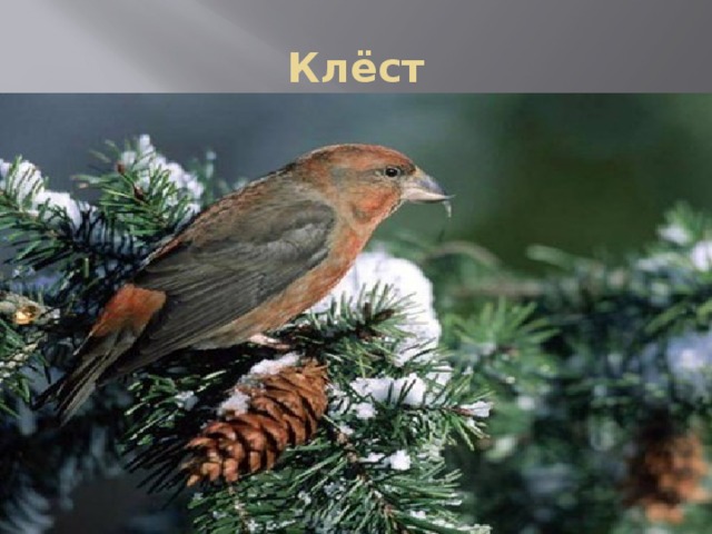 Клёст 