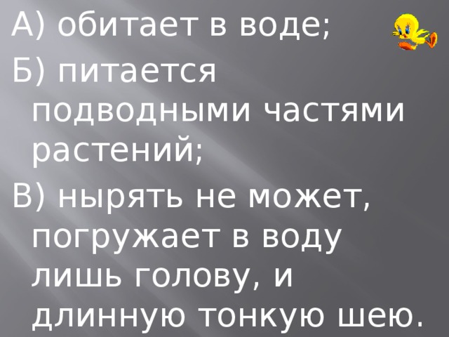 А) обитает в воде; Б) питается подводными частями растений; В) нырять не может, погружает в воду лишь голову, и длинную тонкую шею. 