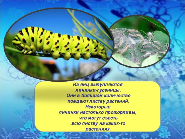 Из яиц вылупляются  личинки-гусеницы.  Они в большом количестве  поедают листву растений.  Некоторые личинки настолько прожорливы,  что могут съесть  всю листву на каких-то  растениях. 