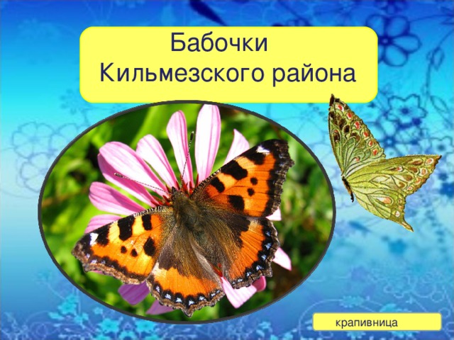  Бабочки Кильмезского района крапивница 