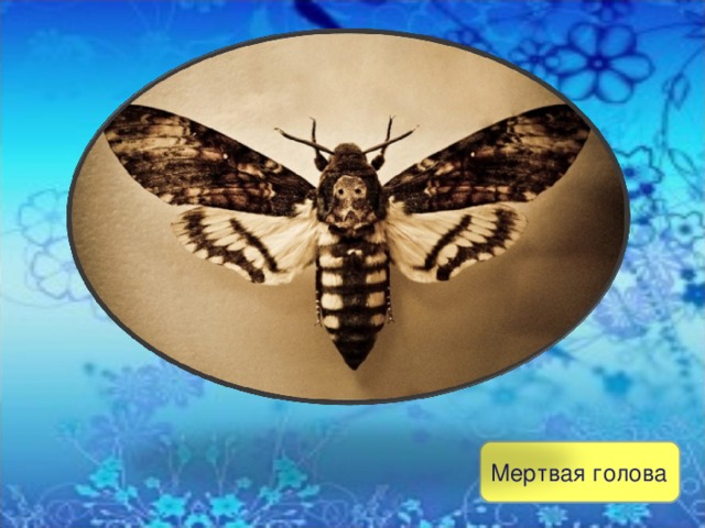 Мертвая голова 