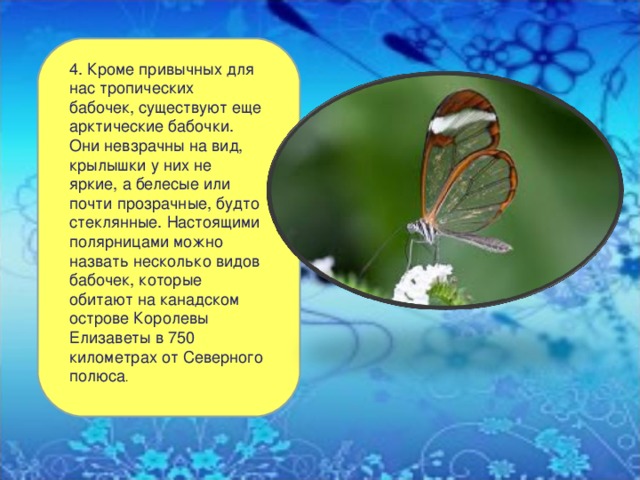 4. Кроме привычных для нас тропических бабочек, существуют еще арктические бабочки. Они невзрачны на вид, крылышки у них не яркие, а белесые или почти прозрачные, будто стеклянные. Настоящими полярницами можно назвать несколько видов бабочек, которые обитают на канадском острове Королевы Елизаветы в 750 километрах от Северного полюса . 