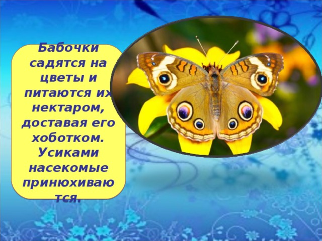 Бабочки садятся на цветы и питаются их нектаром, доставая его хоботком. Усиками насекомые принюхиваются. 
