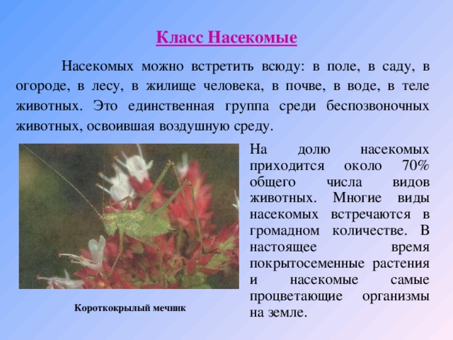 Класс Насекомые  Насекомых можно встретить всюду: в поле, в саду, в огороде, в лесу, в жилище человека, в почве, в воде, в теле животных. Это единственная группа среди беспозвоночных животных, освоившая воздушную среду.  На долю насекомых приходится около 70% общего числа видов животных. Многие виды насекомых встречаются в громадном количестве. В настоящее время покрытосеменные растения и насекомые самые процветающие организмы на земле. Короткокрылый мечник 