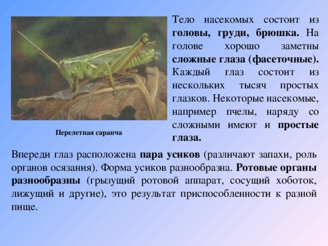 Тело насекомых состоит из головы, груди, брюшка. На голове хорошо заметны сложные глаза (фасеточные). Каждый глаз состоит из нескольких тысяч простых глазков. Некоторые насекомые, например пчелы, наряду со сложными имеют и простые глаза.  Перелетная саранча Впереди глаз расположена пара усиков (различают запахи, роль органов осязания). Форма усиков разнообразна. Ротовые органы разнообразны (грызущий ротовой аппарат, сосущий хоботок, лижущий и другие), это результат приспособленности к разной пище.   