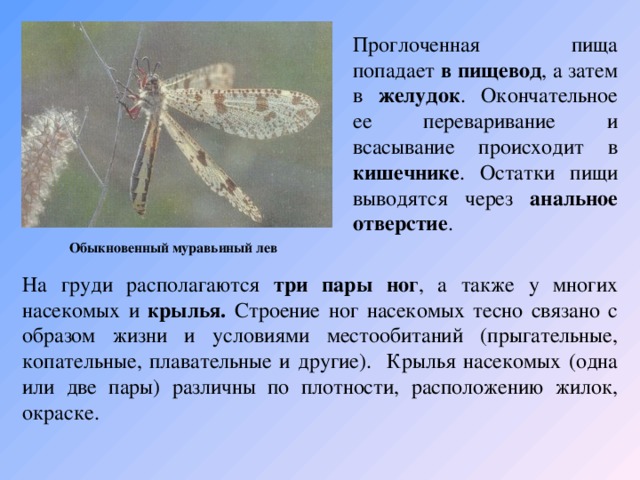 Проглоченная пища попадает в пищевод , а затем в желудок . Окончательное ее переваривание и всасывание происходит в кишечнике . Остатки пищи выводятся через анальное отверстие . Обыкновенный муравьиный лев На груди располагаются три пары ног , а также у многих насекомых и крылья. Строение ног насекомых тесно связано с образом жизни и условиями местообитаний (прыгательные, копательные, плавательные и другие). Крылья насекомых (одна или две пары) различны по плотности, расположению жилок, окраске.   