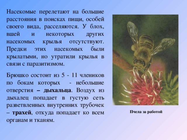 Насекомые перелетают на большие расстояния в поисках пищи, особей своего вида, расселяются. У блох, вшей и некоторых других насекомых крылья отсутствуют. Предки этих насекомых были крылатыми, но утратили крылья в связи с паразитизмом. Брюшко состоит из 5 - 11 члеников по бокам которых - небольшие отверстия – дыхальца . Воздух из дыхалец попадает в густую сеть разветвленных внутренних трубочек – трахей , откуда попадает ко всем органам и тканям. Пчела за работой  