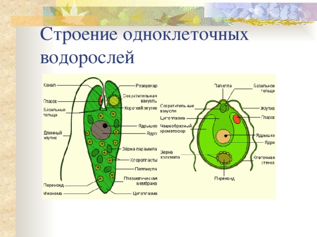 Строение одноклеточных водорослей 