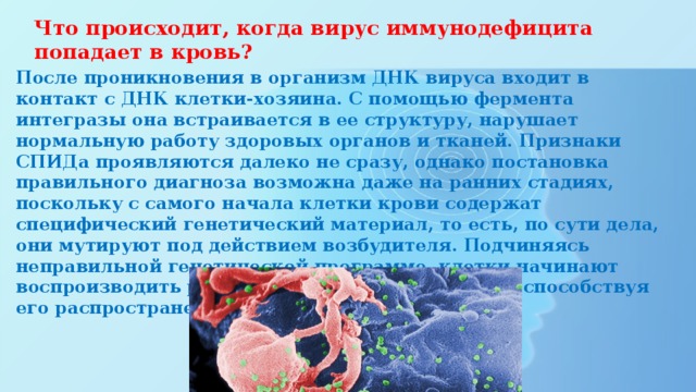 Что происходит, когда вирус иммунодефицита попадает в кровь?    После проникновения в организм ДНК вируса входит в контакт с ДНК клетки-хозяина. С помощью фермента интегразы она встраивается в ее структуру, нарушает нормальную работу здоровых органов и тканей. Признаки СПИДа проявляются далеко не сразу, однако постановка правильного диагноза возможна даже на ранних стадиях, поскольку с самого начала клетки крови содержат специфический генетический материал, то есть, по сути дела, они мутируют под действием возбудителя. Подчиняясь неправильной генетической программе, клетки начинают воспроизводить различные компоненты вируса, способствуя его распространению 