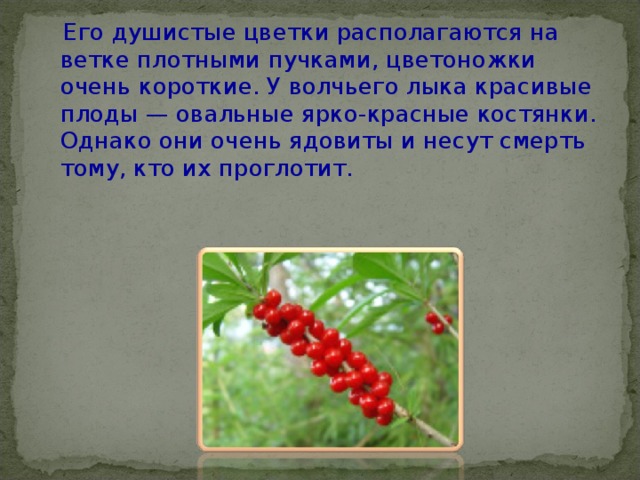  Его душистые цветки располагаются на ветке плотными пучками, цветоножки очень короткие. У волчьего лыка красивые плоды — овальные ярко-красные костянки. Однако они очень ядовиты и несут смерть тому, кто их проглотит. 