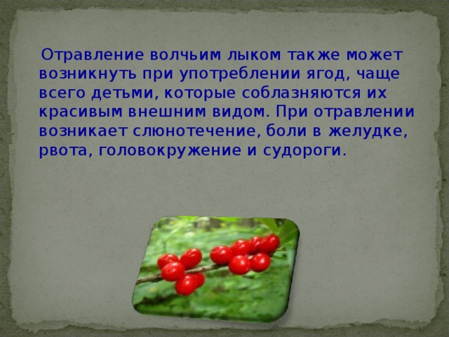  Отравление волчьим лыком также может возникнуть при употреблении ягод, чаще всего детьми, которые соблазняются их красивым внешним видом. При отравлении возникает слюнотечение, боли в желудке, рвота, головокружение и судороги. 