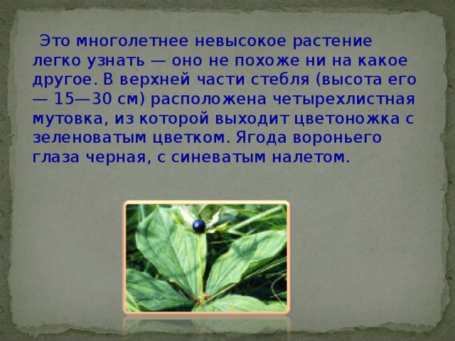  Это многолетнее невысокое растение легко узнать — оно не похоже ни на какое другое. В верхней части стебля (высота его — 15—30 см) расположена четырехлистная мутовка, из которой выходит цветоножка с зеленоватым цветком. Ягода вороньего глаза черная, с синеватым налетом.   