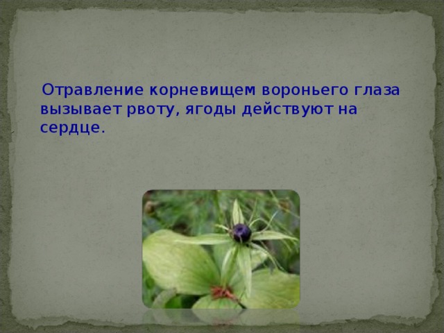  Отравление корневищем вороньего глаза вызывает рвоту, ягоды действуют на сердце. 