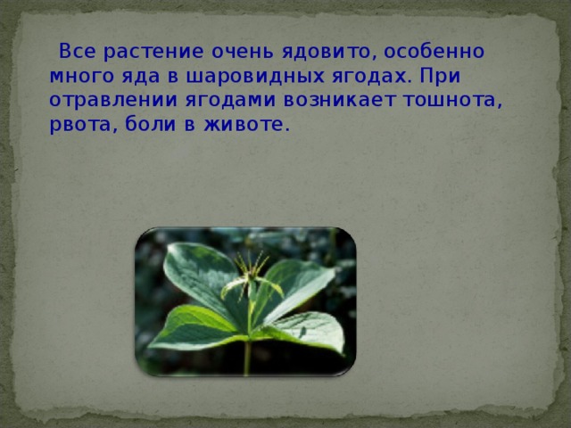   Все растение очень ядовито, особенно много яда в шаровидных ягодах. При отравлении ягодами возникает тошнота, рвота, боли в животе.   