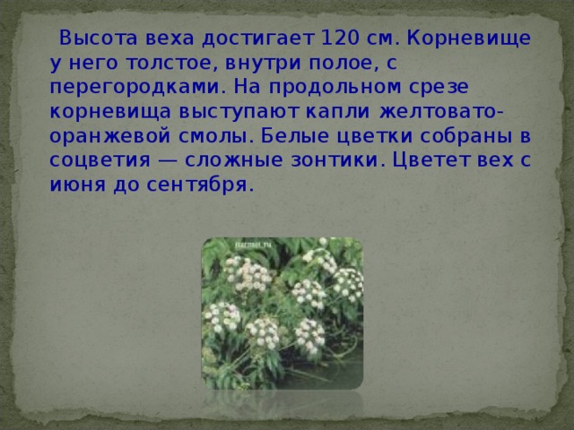  Высота веха достигает 120 см. Корневище у него толстое, внутри полое, с перегородками. На продольном срезе корневища выступают капли желтовато-оранжевой смолы. Белые цветки собраны в соцветия — сложные зонтики. Цветет вех с июня до сентября.   