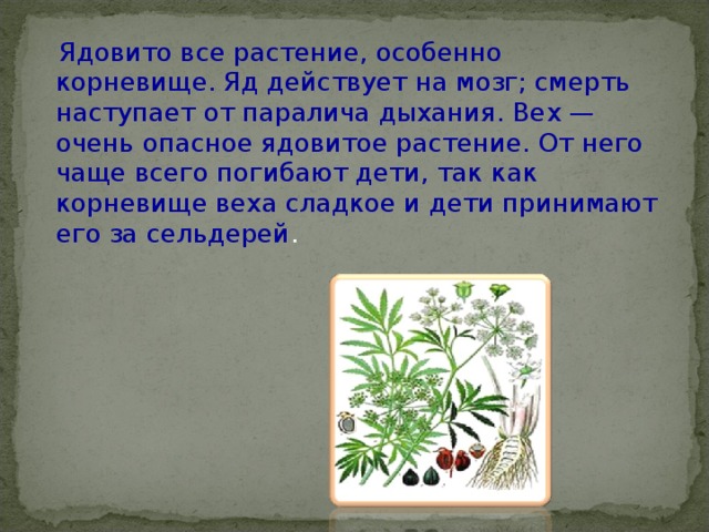  Ядовито все растение, особенно корневище. Яд действует на мозг; смерть наступает от паралича дыхания. Вех — очень опасное ядовитое растение. От него чаще всего погибают дети, так как корневище веха сладкое и дети принимают его за сельдерей . 