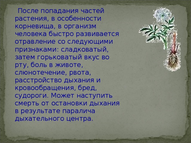  После попадания частей растения, в особенности корневища, в организм человека быстро развивается отравление со следующими признаками: сладковатый, затем горьковатый вкус во рту, боль в животе, слюнотечение, рвота, расстройство дыхания и кровообращения, бред, судороги. Может наступить смерть от остановки дыхания в результате паралича дыхательного центра.   