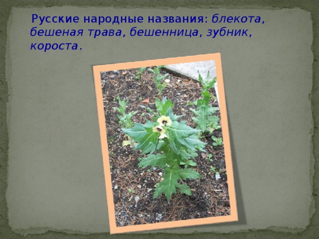  Русские народные названия: блекота , бешеная трава , бешенница , зубник , короста . 
