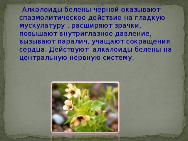  Алколоиды белены чёрной оказывают спазмолитическое действие на гладкую  мускулатуру , расширяют зрачки, повышают внутриглазное давление, вызывают паралич, учащают сокращения сердца. Действуют алкалоиды белены на центральную нервную систему. 