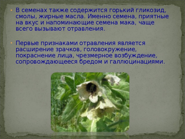 В семенах также содержится горький гликозид, смолы, жирные масла. Именно семена, приятные на вкус и напоминающие семена мака, чаще всего вызывают отравления.   Первые признаками отравления является расширение зрачков, головокружение, покраснение лица, чрезмерное возбуждение, сопровождающееся бредом и галлюцинациями.   