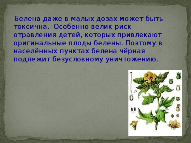  Белена даже в малых дозах может быть токсична. Особенно велик риск отравления детей, которых привлекают оригинальные плоды белены. Поэтому в населённых пунктах белена чёрная подлежит безусловному уничтожению. 