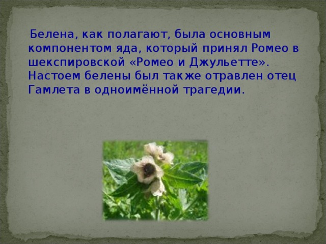  Белена, как полагают, была основным компонентом яда, который принял Ромео в шекспировской «Ромео и Джульетте». Настоем белены был также отравлен отец Гамлета в одноимённой трагедии. 