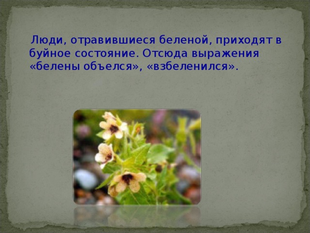  Люди, отравившиеся беленой, приходят в буйное состояние. Отсюда выражения «белены объелся», «взбеленился». 