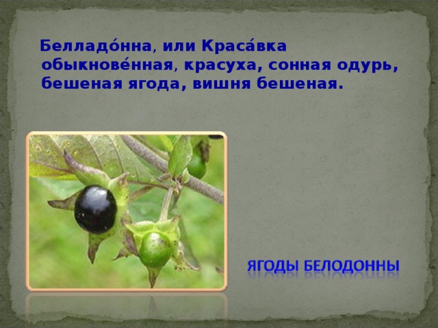  Белладо́нна , или  Краса́вка обыкнове́нная , красуха, сонная одурь, бешеная ягода, вишня бешеная. 