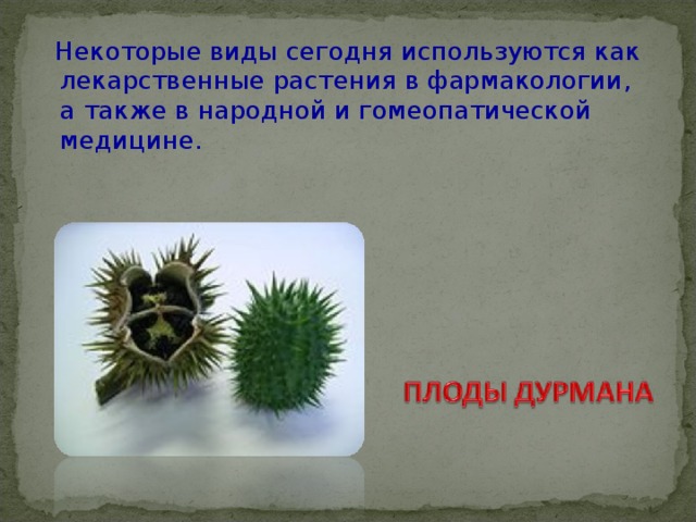  Некоторые виды сегодня используются как лекарственные растения в фармакологии, а также в народной и гомеопатической медицине. 