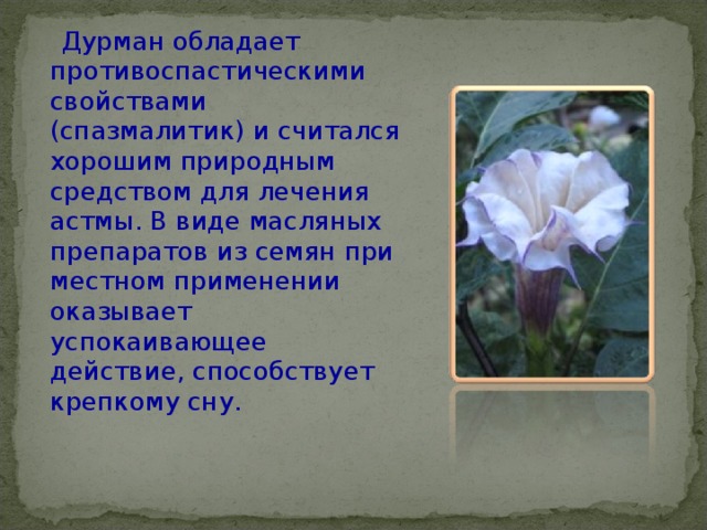  Дурман обладает противоспастическими свойствами (спазмалитик) и считался хорошим природным средством для лечения астмы. В виде масляных препаратов из семян при местном применении оказывает успокаивающее действие, способствует крепкому сну. 
