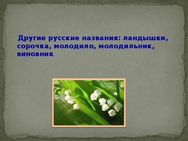  Другие русские названия: ландышки, сорочка, молодило, молодильник, виновник 