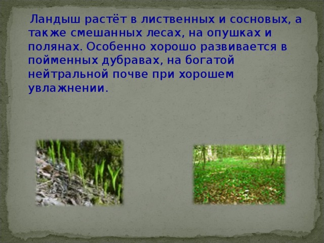  Ландыш растёт в лиственных и сосновых, а также смешанных лесах, на опушках и полянах. Особенно хорошо развивается в пойменных дубравах, на богатой нейтральной почве при хорошем увлажнении. 