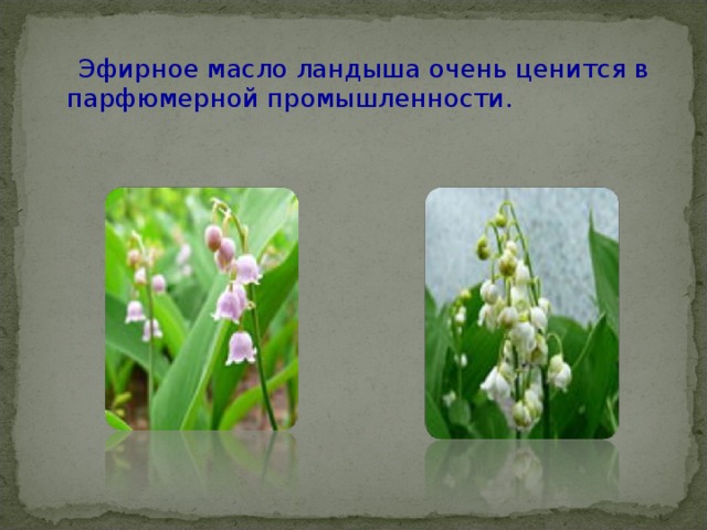  Эфирное масло ландыша очень ценится в парфюмерной промышленности. 
