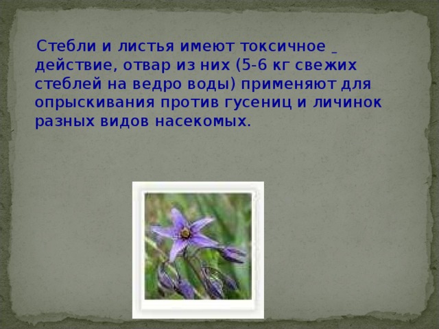  Стебли и листья имеют токсичное  действие, отвар из них (5-6 кг свежих стеблей на ведро воды) применяют для опрыскивания против гусениц и личинок разных видов насекомых. 