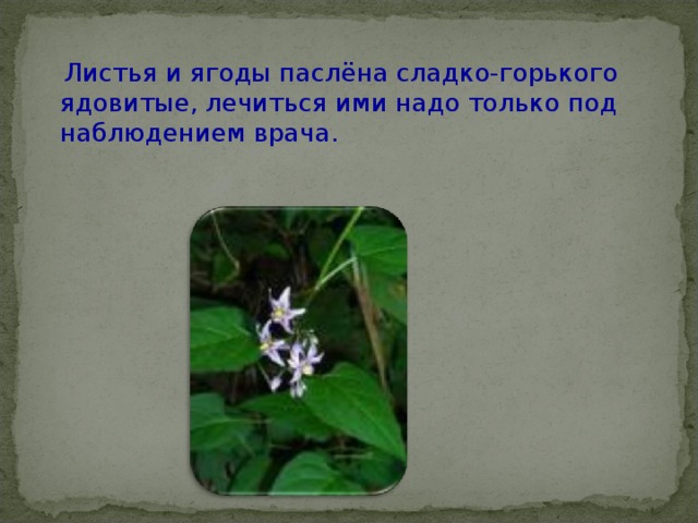  Листья и ягоды паслёна сладко-горького ядовитые, лечиться ими надо только под наблюдением врача. 