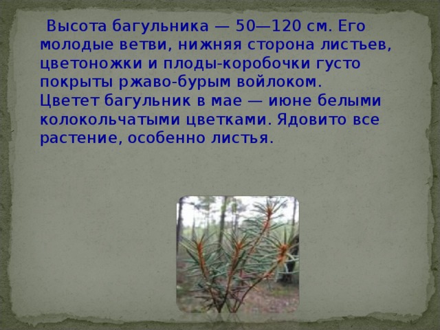  Высота багульника — 50—120 см. Его молодые ветви, нижняя сторона листьев, цветоножки и плоды-коробочки густо покрыты ржаво-бурым войлоком.  Цветет багульник в мае — июне белыми колокольчатыми цветками. Ядовито все растение, особенно листья. 