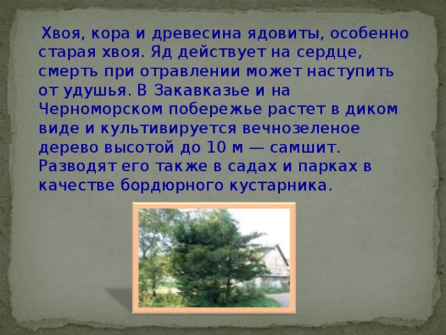  Хвоя, кора и древесина ядовиты, особенно старая хвоя. Яд действует на сердце, смерть при отравлении может наступить от удушья. В Закавказье и на Черноморском побережье растет в диком виде и культивируется вечнозеленое дерево высотой до 10 м — самшит. Разводят его также в садах и парках в качестве бордюрного кустарника.   