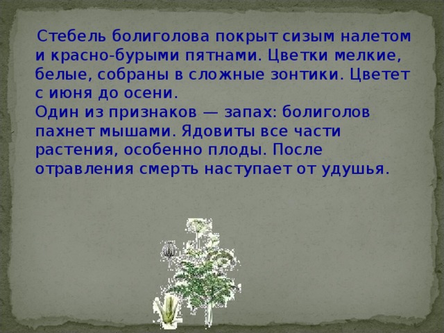  Стебель болиголова покрыт сизым налетом и красно-бурыми пятнами. Цветки мелкие, белые, собраны в сложные зонтики. Цветет с июня до осени.  Один из признаков — запах: болиголов пахнет мышами. Ядовиты все части растения, особенно плоды. После отравления смерть наступает от удушья. 