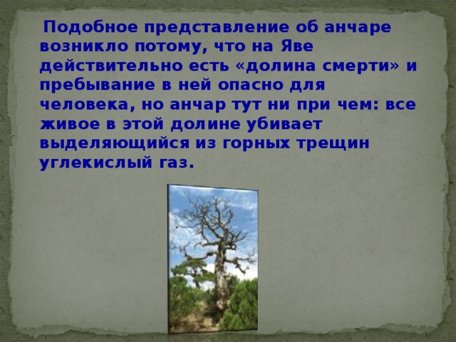  Подобное представление об анчаре возникло потому, что на Яве действительно есть «долина смерти» и пребывание в ней опасно для человека, но анчар тут ни при чем: все живое в этой долине убивает выделяющийся из горных трещин углекислый газ.  