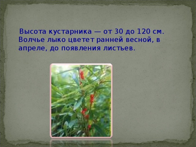  Высота кустарника — от 30 до 120 см. Волчье лыко цветет ранней весной, в апреле, до появления листьев.   